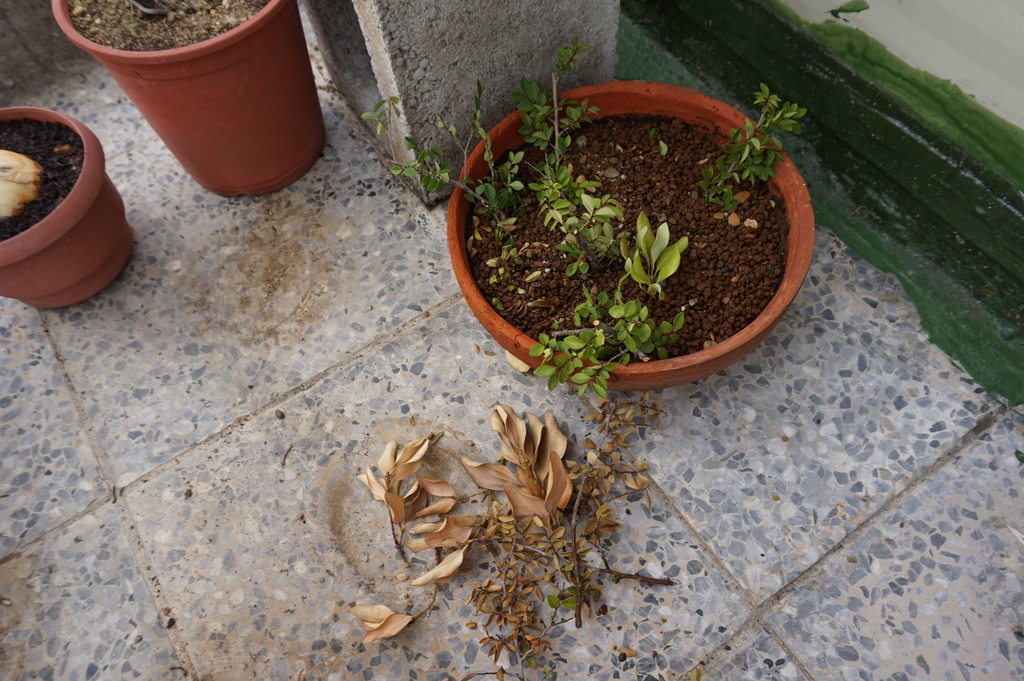 05沒成功的就拔除.JPG 05沒成功的就拔除.JPG