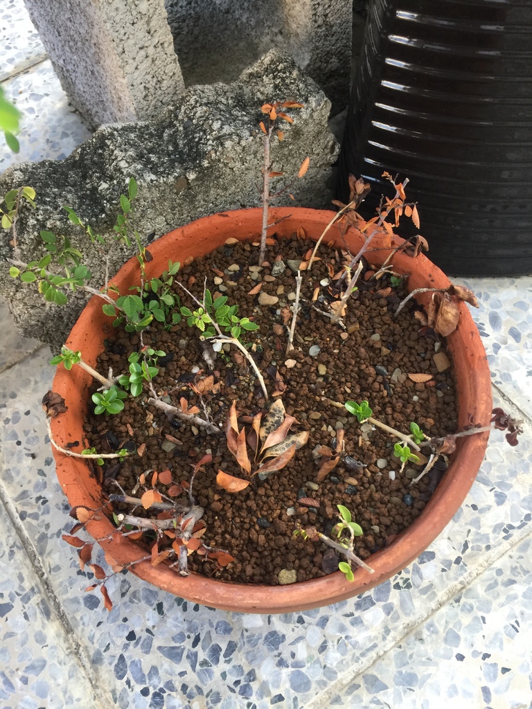 09又過了一陣子沒成功的就會枯萎(20210602拍攝).JPG 09又過了一陣子沒成功的就會枯萎(20210602拍攝).JPG