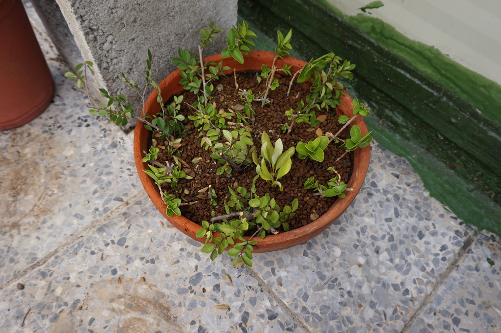 08壽娘子小枝條直接插入土中.JPG 08壽娘子小枝條直接插入土中.JPG