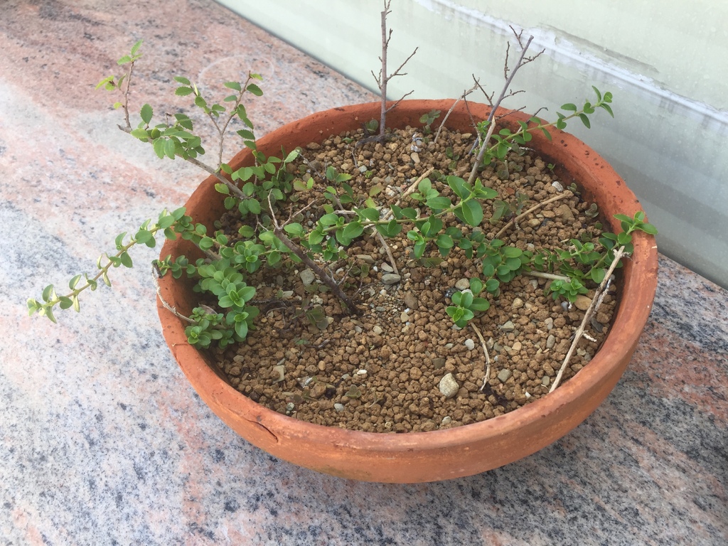 10插枝成功的沒幾棵但有成功就有新的盆栽成員(20210822拍攝).JPG 10插枝成功的沒幾棵但有成功就有新的盆栽成員(20210822拍攝).JPG