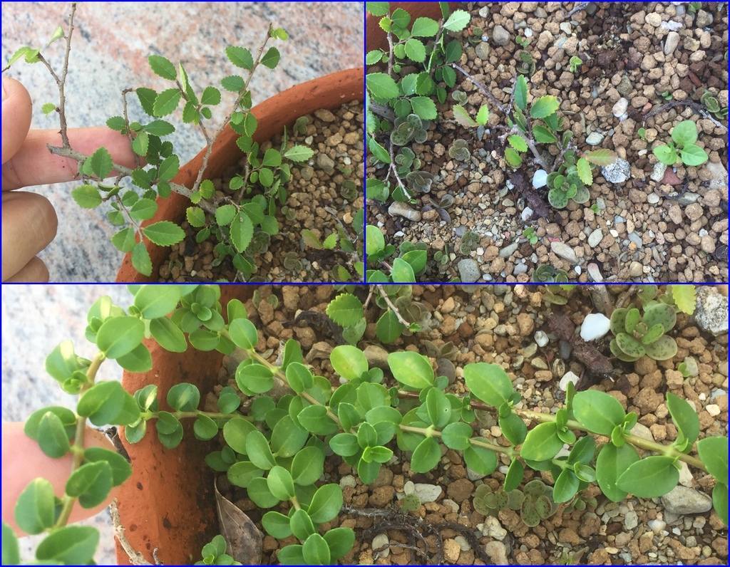 12只有愉樹(上2張照片)及壽娘子(下方照片)有成功.jpg 12只有愉樹(上2張照片)及壽娘子(下方照片)有成功.jpg