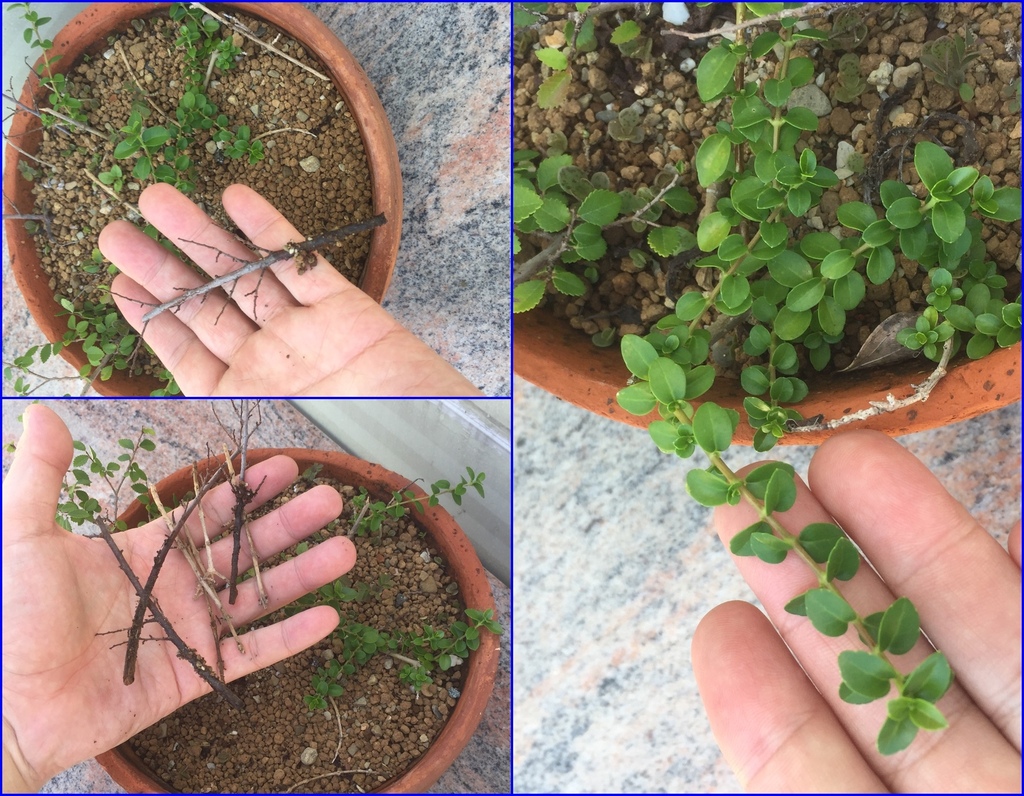 11有枯枝也有成功的小苗.jpg 11有枯枝也有成功的小苗.jpg