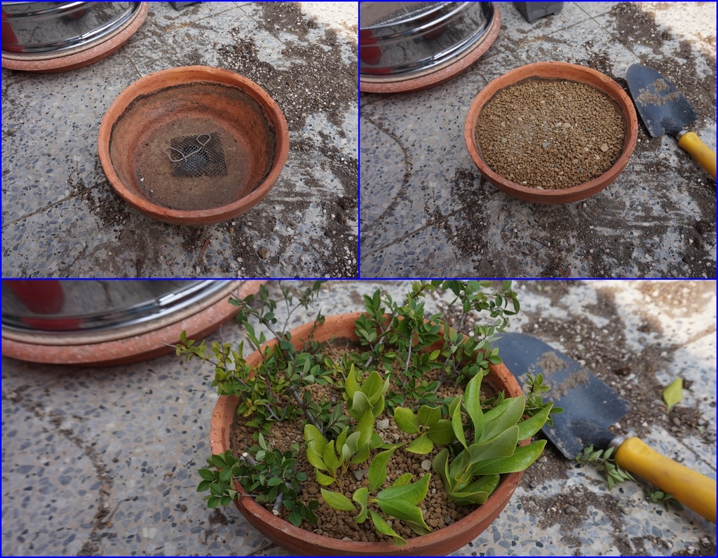 02準備一個盆器裝土將小枝條直接插入土中(20210415拍攝).jpg 02準備一個盆器裝土將小枝條直接插入土中(20210415拍攝).jpg