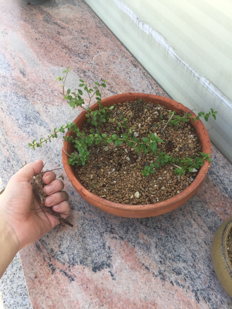 01插技存活的小苗-壽娘子、愉樹(20210822拍攝).JPG 01插技存活的小苗-壽娘子、愉樹(20210822拍攝).JPG