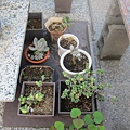 08多內植物區~僅剩沒幾盆.JPG