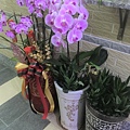 11我家車庫盆栽~也有興旺的時候(20220318拍攝).JPG