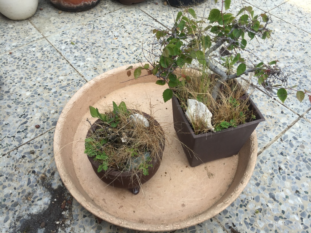 02櫸樹小盆栽雜草一堆.JPG 02櫸樹小盆栽雜草一堆.JPG