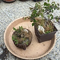 02櫸樹小盆栽~雜草一堆.JPG