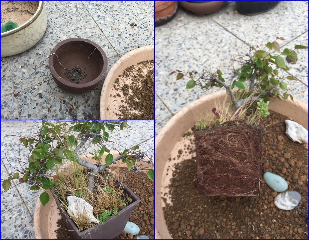 04櫸樹盆栽脫盆.JPG 04櫸樹盆栽脫盆.JPG
