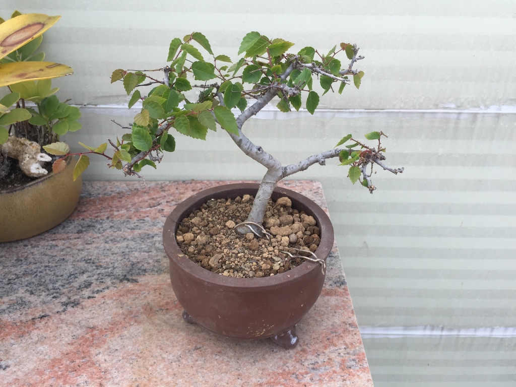 01換盆後櫸樹小盆栽(20220320拍攝).JPG 01換盆後櫸樹小盆栽(20220320拍攝).JPG