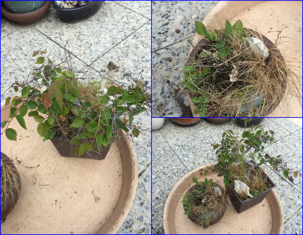 03櫸樹盆栽裡雜草長的有夠多一堆.JPG 03櫸樹盆栽裡雜草長的有夠多一堆.JPG