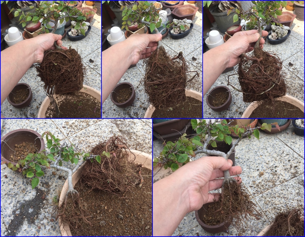 06根部處理.jpg 06根部處理.jpg