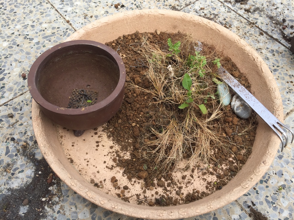 05脫盆及移除雜草.JPG 05脫盆及移除雜草.JPG