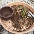 05脫盆及移除雜草.JPG