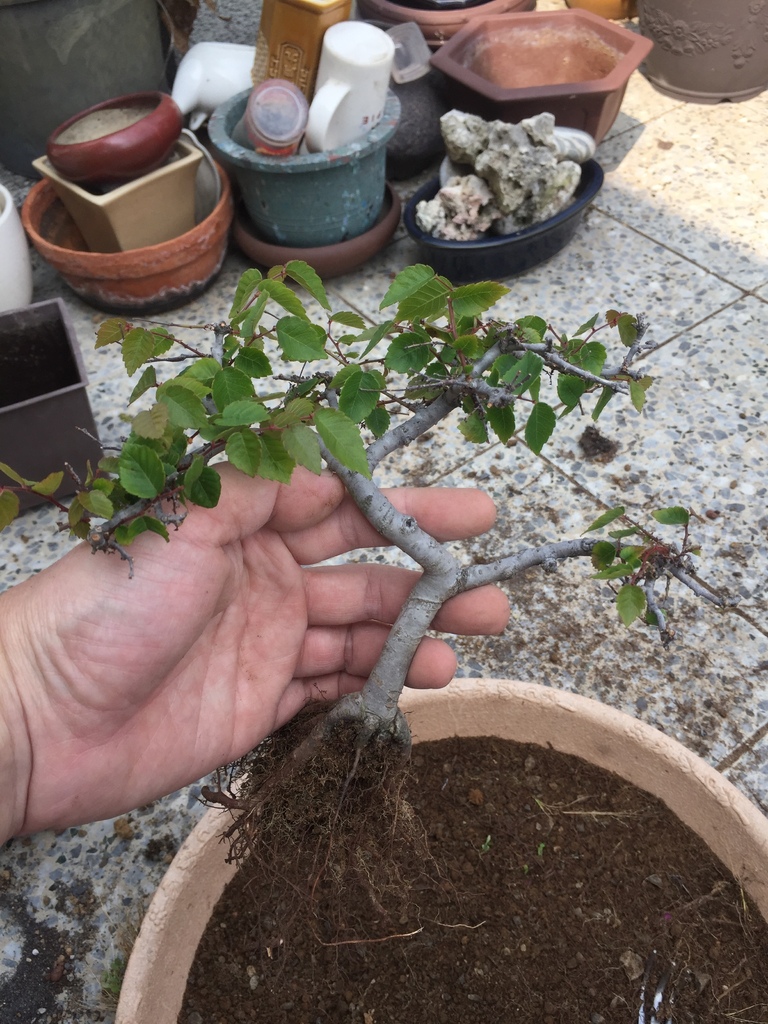 07根部修剪不少.JPG 07根部修剪不少.JPG