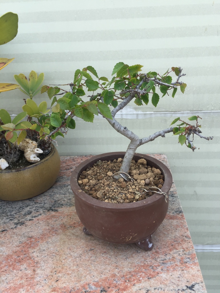 10櫸樹小盆栽又有新的成長空間了.JPG 10櫸樹小盆栽又有新的成長空間了.JPG