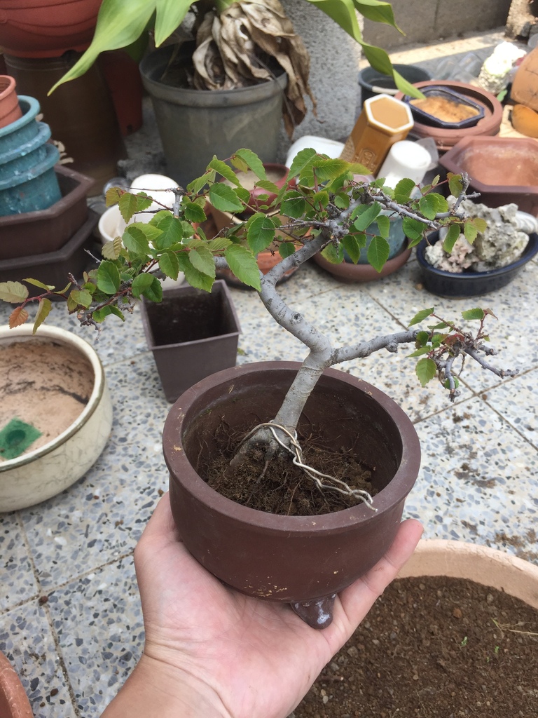 09完成櫸樹小盆栽.JPG 09完成櫸樹小盆栽.JPG