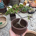 09完成~櫸樹小盆栽.JPG