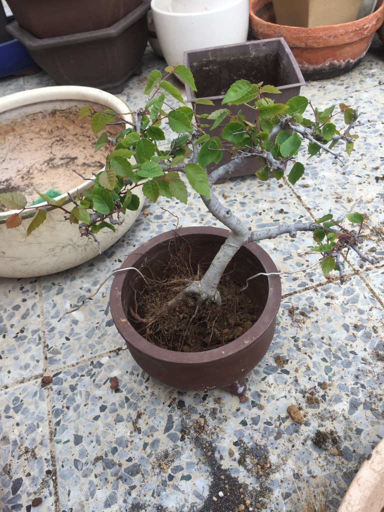 08重新種回原來的盆子中.JPG 08重新種回原來的盆子中.JPG