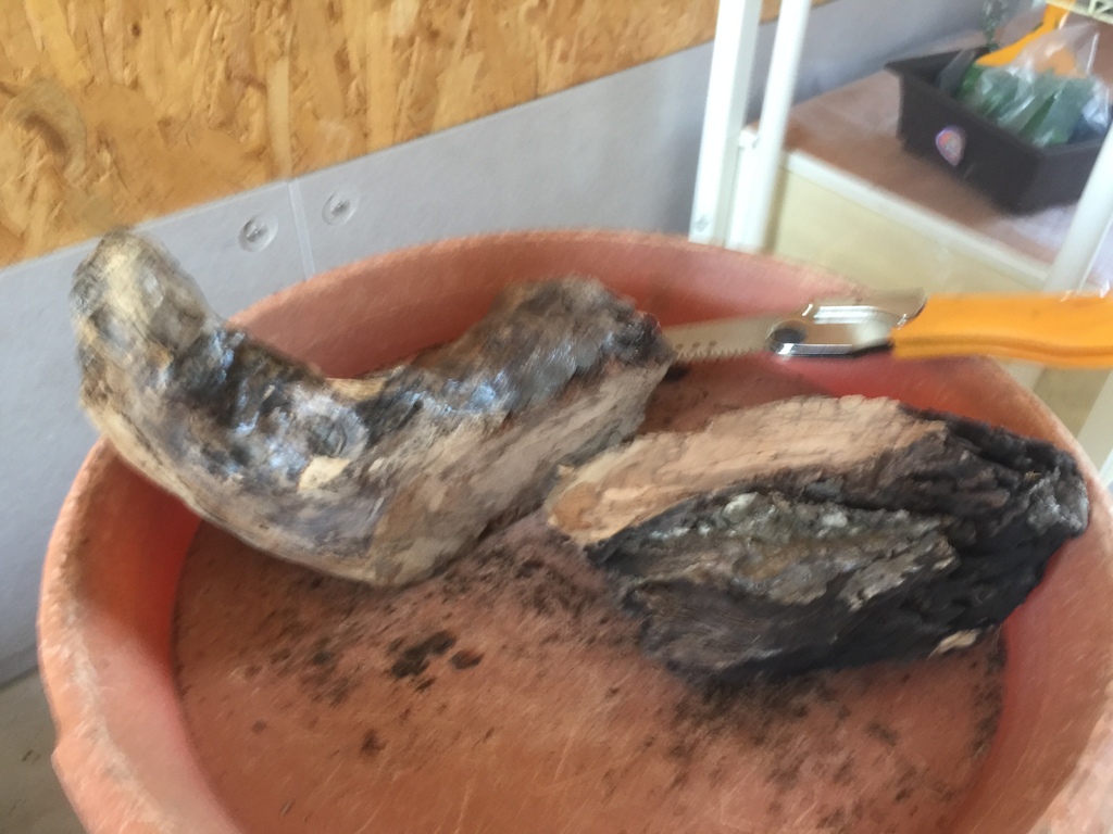 05把腐壞的木頭鋸掉.JPG 05把腐壞的木頭鋸掉.JPG