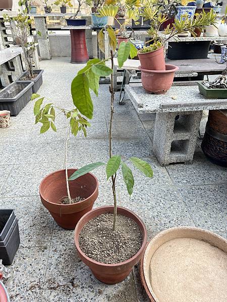 08種植完成~桃花心木~直直1棵.JPG