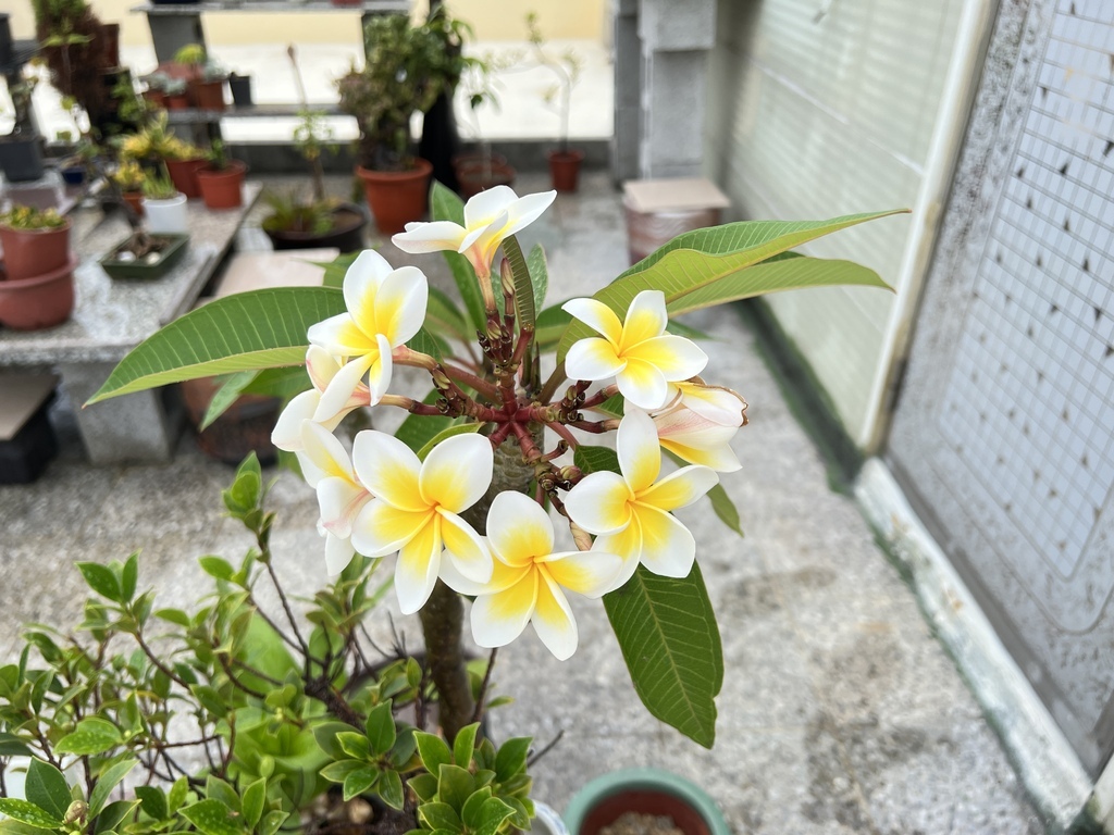 05有花可以欣賞~雞蛋花.JPG