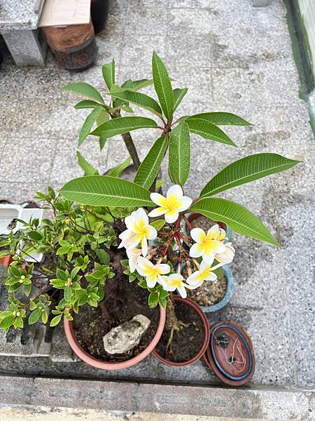 06雞蛋花~5月開花季節.JPG