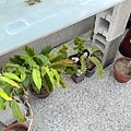 03把盆栽搬到地上.JPG