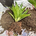 02移盆重新種植虎尾蘭(20231216拍攝).JPG