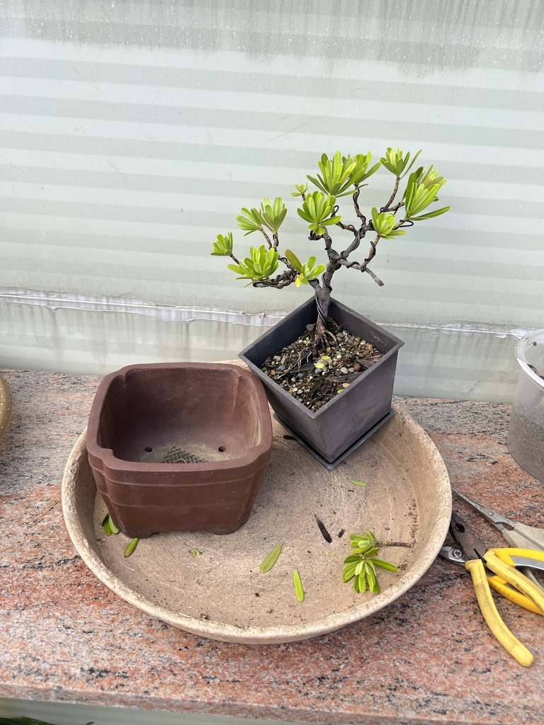 07找了一個盆器準備幫羅漢松換盆.JPG
