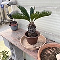 09重新種回原來的盆器中.JPG