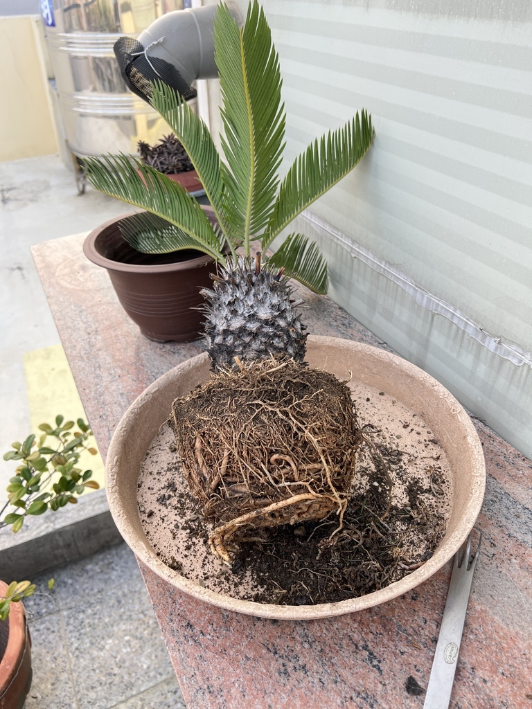 05鐵樹盆栽~去盆後可以看到根好多.JPG