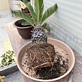 05鐵樹盆栽~去盆後可以看到根好多.JPG