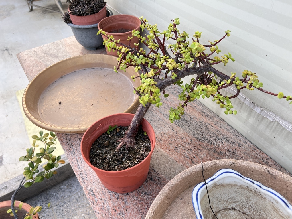 02原來的銀杏木是種在塑膠盆裡.JPG 02原來的銀杏木是種在塑膠盆裡.JPG