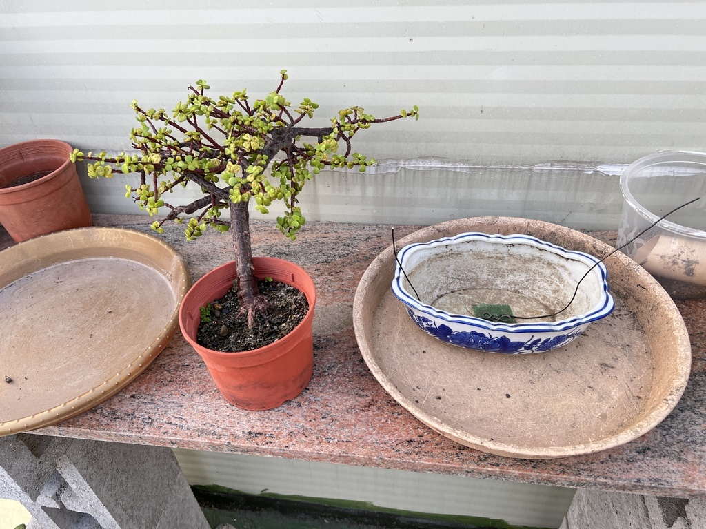 03幫這盆銀杏木找個盆器.JPG 03幫這盆銀杏木找個盆器.JPG