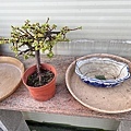 03幫這盆銀杏木找個盆器.JPG