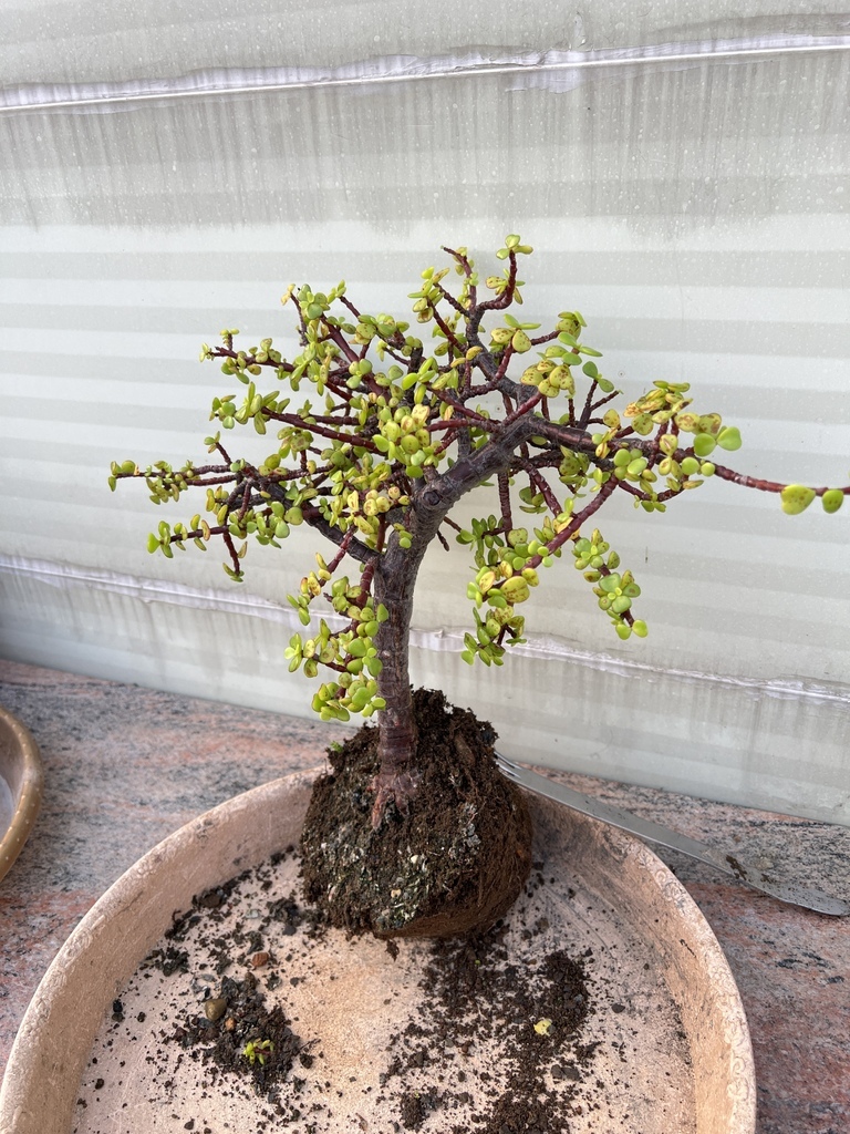 04將銀杏木去盆也找到種植的角度.JPG 04將銀杏木去盆也找到種植的角度.JPG