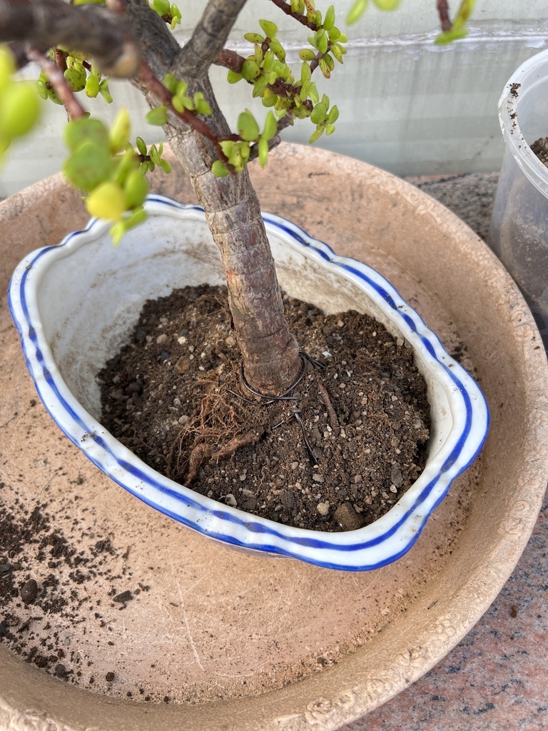 06將根部以鋁線固定.JPG 06將根部以鋁線固定.JPG