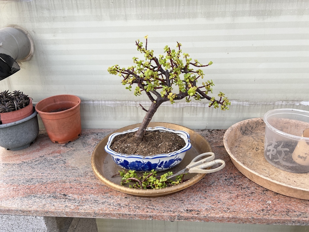 01銀杏木換盆(20240403拍攝).JPG 01銀杏木換盆(20240403拍攝).JPG