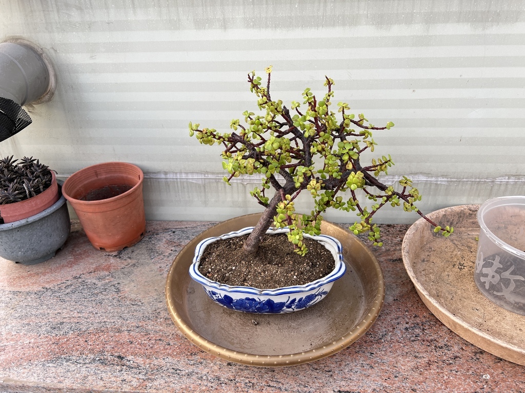 08填入土壤看起來有點亂亂的.JPG 08填入土壤看起來有點亂亂的.JPG