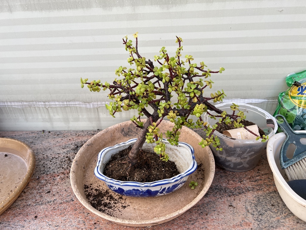 07找好角度固定好根部.JPG 07找好角度固定好根部.JPG