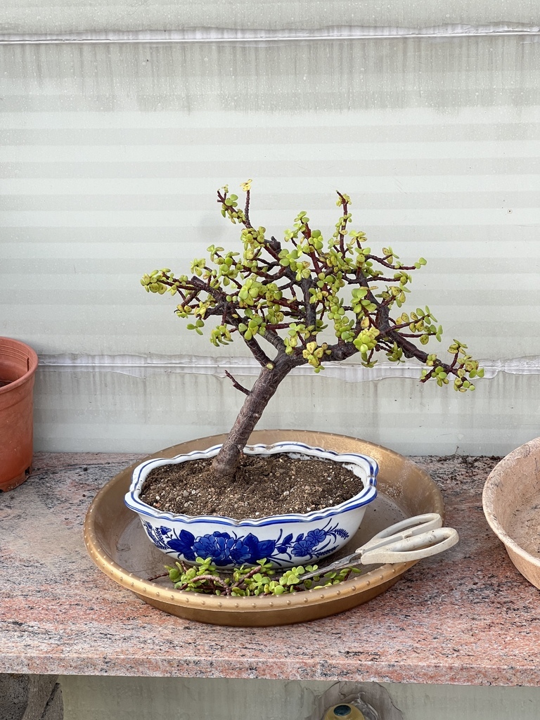 09順便也修剪一下.JPG 09順便也修剪一下.JPG