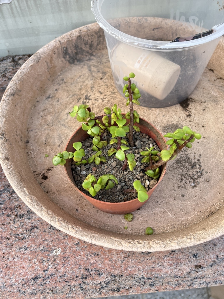 11做銀杏木的扦插繁殖.JPG 11做銀杏木的扦插繁殖.JPG