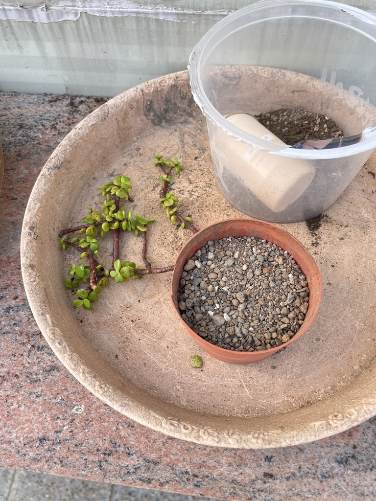 10剪下來的枝條不要浪費.JPG 10剪下來的枝條不要浪費.JPG