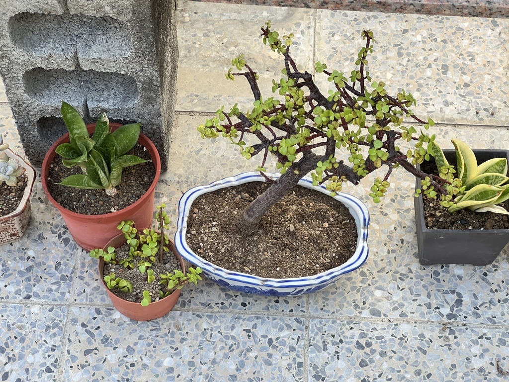 12完成銀杏木的換盆及扦插繁殖.JPG 12完成銀杏木的換盆及扦插繁殖.JPG