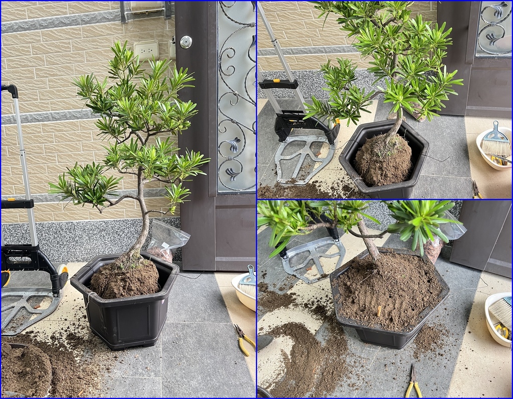 21羅漢松換盆~找好角度固定再填入土壤.jpg