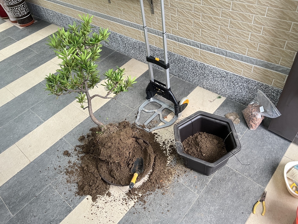 20換盆中~羅漢松.JPG