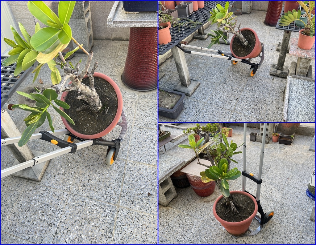 06搬動大盆栽的好幫手~省力.jpg