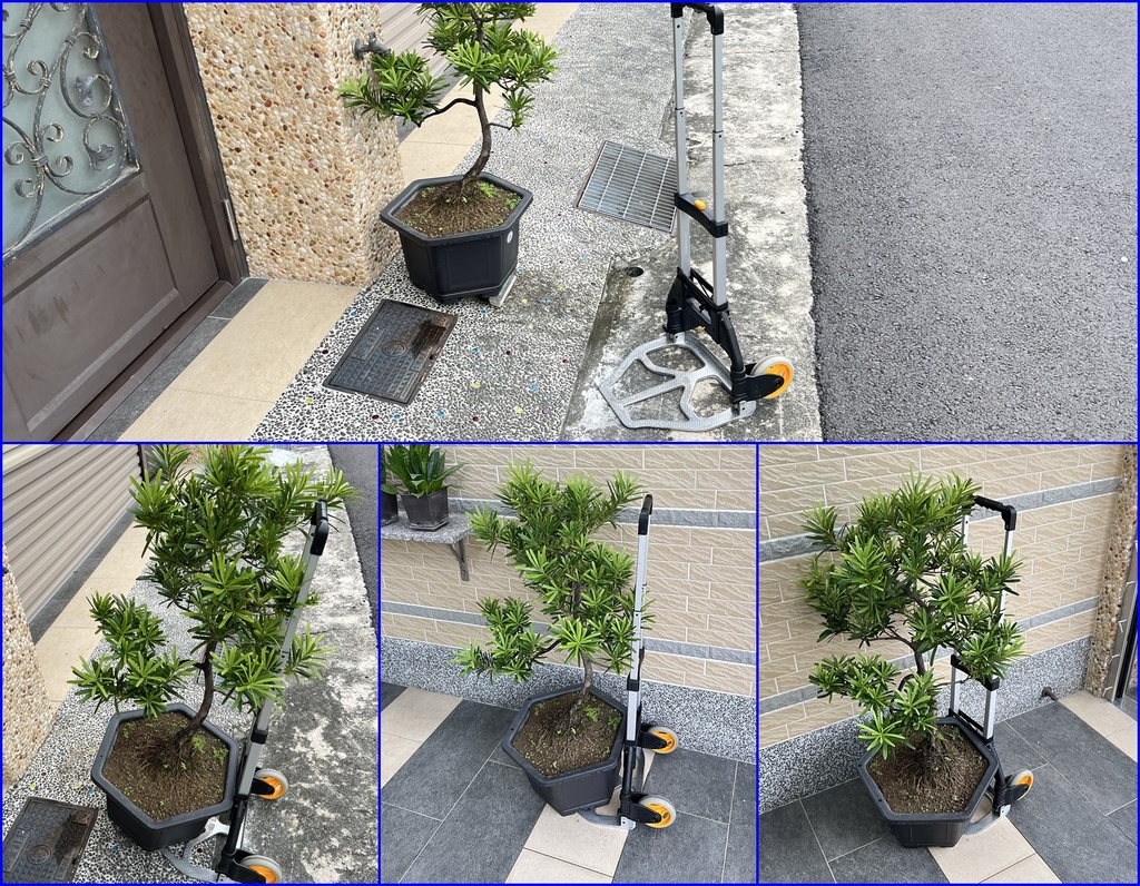 10防颱準備~門口大盆栽~用推車搬進車庫裡(20240930拍攝).jpg
