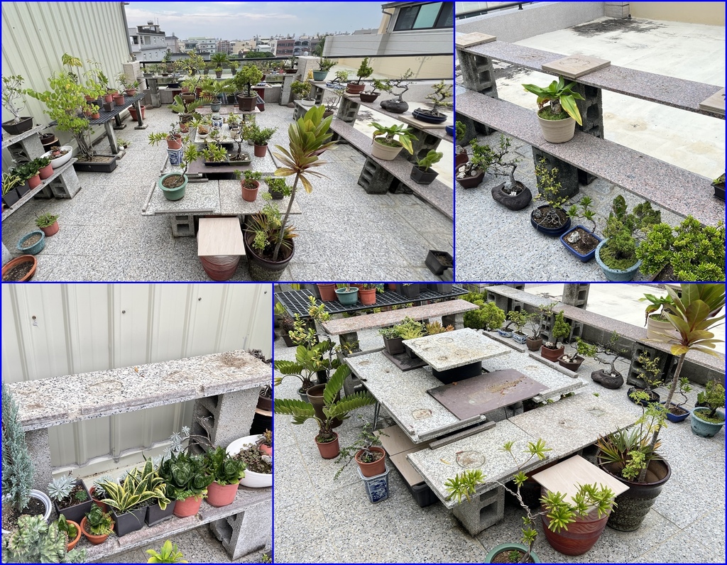 11頂樓花園的盆栽~也搬到地上~防颱.jpg